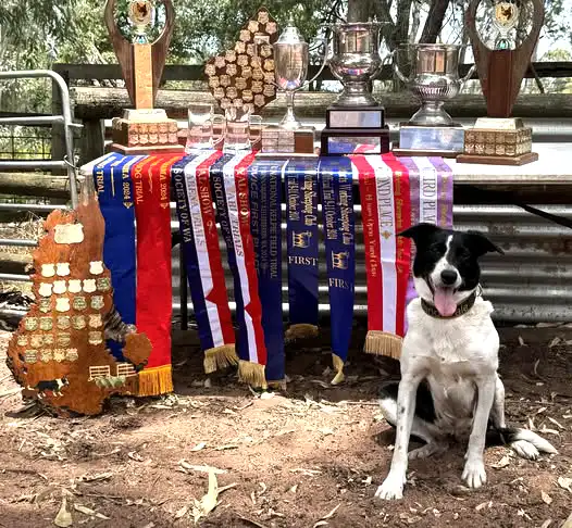 Dog of the Year 2024